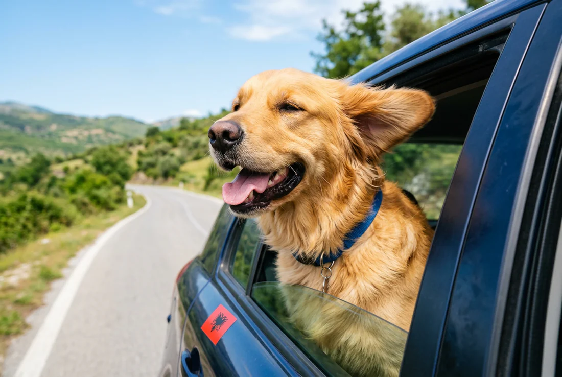 Documents et formalités pour chien en Albanie Passeport pour animaux et accessoires de voyage pour l'Albanie.