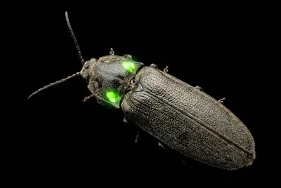 Gros plan d'une mouche à feu de Guyane sur fond noir