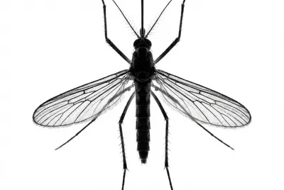 Moustique en gros plan sur fond blanc