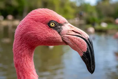 Gros plan sur la tête et le bec d'un flamant rose adulte au plumage vif