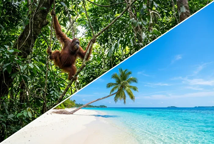Plage Bornéo : le top 7 des plus beaux spots (2026) - Les 7 plus belles plages de Bornéo : Le Guide Ultime 2026 - Quelle plage choisir à Bornéo ? Les 7 meilleures options Contraste entre la jungle et les plages paradisiaques de Sipadan