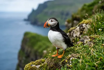 Gros plan d'un macareux moine au bec coloré sur les falaises de Mykines