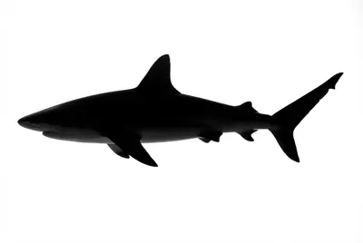 Icône minimaliste d'un requin gris de récif sur fond blanc.